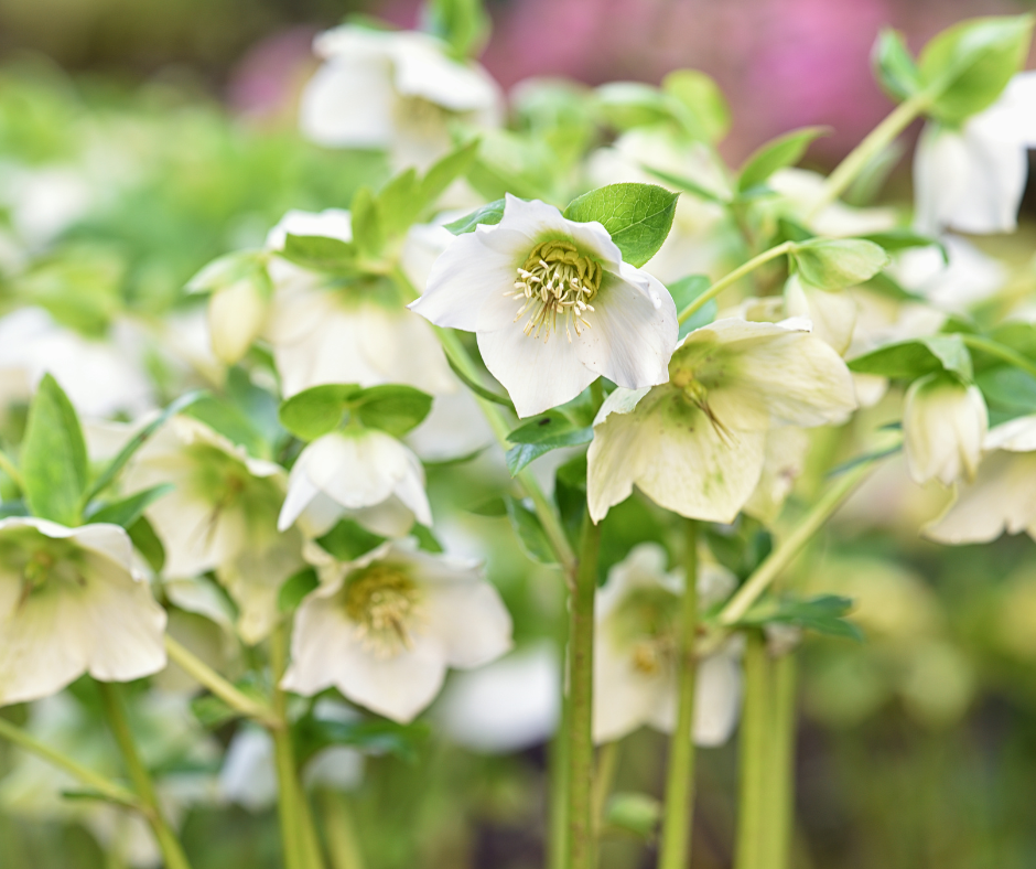 All About Hellebores